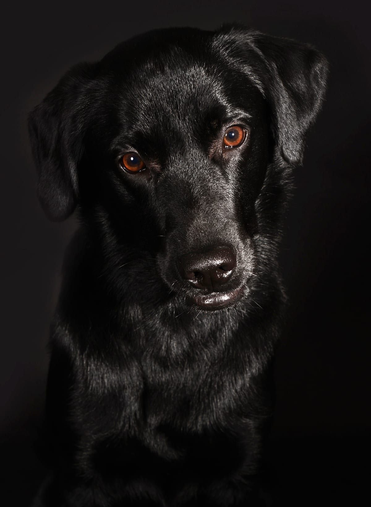 Schwarzer Hund mit ruhigem, direktem Blick im Fine-Art-Studiolicht